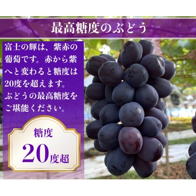 ã2026幎å
è¡äºçŽãå¯å£«ã®èŒ èš700g 1æ¿ã山梚çç£ãé
éäžå¯å°åïŒé¢å³¶ãã1694813ã