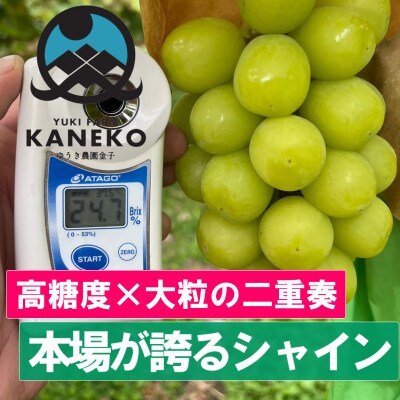 【本場山梨が誇るシャインマスカット】高糖度×大粒が織りなす二重奏贈答プレミアム2026年9月中旬発送【配送不可地域：離島】【1495753】
