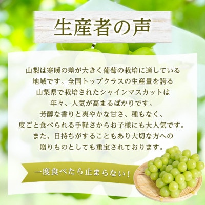 2026幎çºéãã·ã£ã€ã³ãã¹ã«ãã1æ¿(çŽ500g)ãé
éäžå¯å°åïŒé¢å³¶ã»æ²çžçãã1666979ã