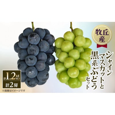 【2026年発送　先行受付】山梨直送!!シャインマスカットと黒系ぶどう　2房(1.2kg以上)【配送不可地域：離島・沖縄県】【1695509】