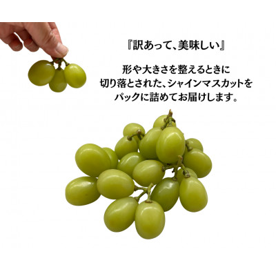 【2026年先行受付】訳あり 粒 シャインマスカット 約1kg【配送不可地域：離島・沖縄県】【1419892】