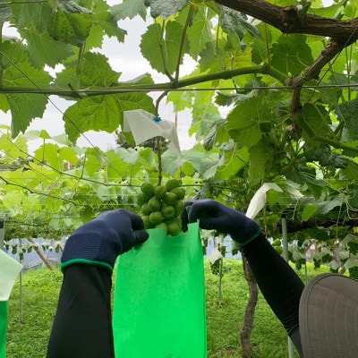 【2026年発送】【訳あり】山梨市産シャインマスカットつぶつぶ 1kg【配送不可地域：離島・沖縄県】【1697582】