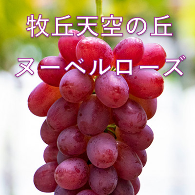 【2026年先行受付】2026年10月下旬発送「牧丘天空の丘ヌーベルローズ」 約1kg(2〜3房)【配送不可地域：離島・北海道・沖縄県・中国・四国・九州】【1473362】