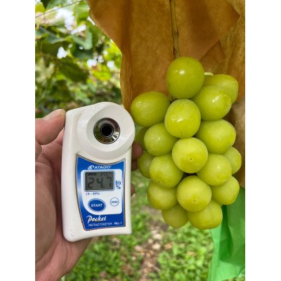 ãç²å·æŠåœé«çŽãã©ã³ãè¡èãå§åç人æ°ããã7é£ã¹æ¯ã¹ã¬ãã£ã»ããçŽ1kg2çš®ã2026幎äºçŽãé
éäžå¯å°åïŒé¢å³¶ãã1579835ã