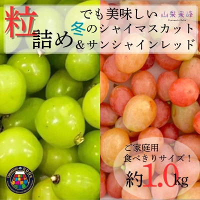 ★2026年度発送　SDGs 粒詰め　冬のシャインマスカット&サンシャインレッド　1kg相当【配送不可地域：離島・北海道・沖縄県・中国・四国・九州】【1752194】