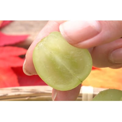 【2026年先行予約】2026年10月中旬発送「牧丘天空シャインマスカット」約1kg(2〜3房)【配送不可地域：離島】【1691201】