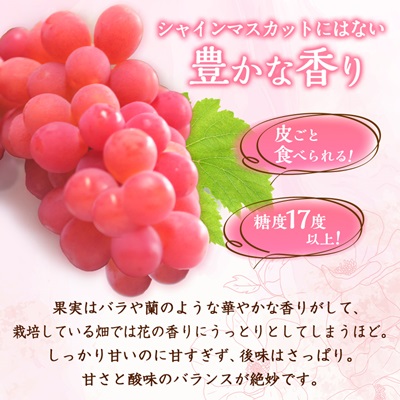 【2026年発送】サンシャインレッド 2〜3房 1kg程度 ピンクに輝く シャインマスカット【配送不可地域：離島】【1561472】