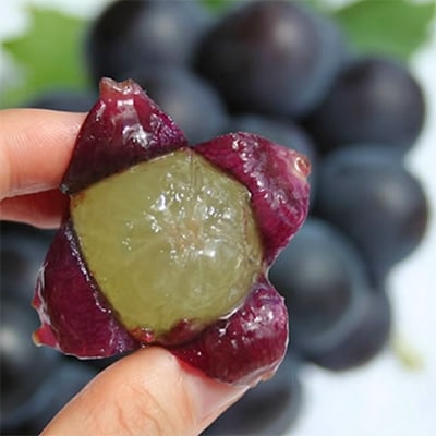 【2026年発送分先行受付】山梨産 巨峰(種無し) 2房 約1kg 化粧箱入り【配送不可地域：離島・沖縄県】【1021830】