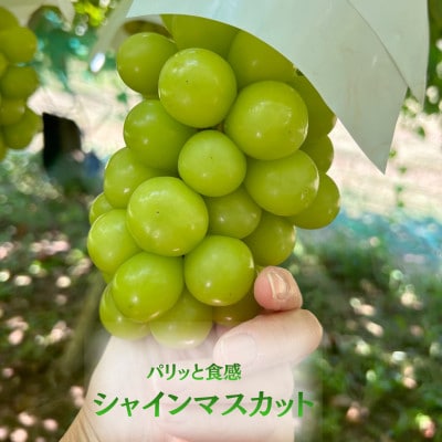 ãçºéæåºå®å®æäŸ¿ãã2026幎å
è¡åä»ã æ¬ã®ãã«ãŒãå®æäŸ¿ æ¡1kgã»ã·ã£ã€ã³1kgå
š2åãé
éäžå¯å°åïŒé¢å³¶ãã4078906ã