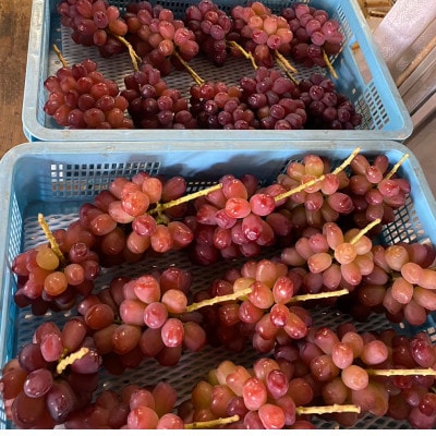 【見つけたらラッキー】この時期しか食べれない数に限りのある希少品種富士の輝2026年9月下旬より発送【配送不可地域：離島】【1495749】