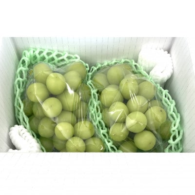 2027幎çºéå
è¡åä»ãã·ã£ã€ã³ãã¹ã«ããçŽ1.2kg 2ã4æ¿ãåã®äžã®ã·ã£ã€ã³ 蟲家çŽé山梚åžç£ãé
éäžå¯å°åïŒé¢å³¶ãã1577007ã