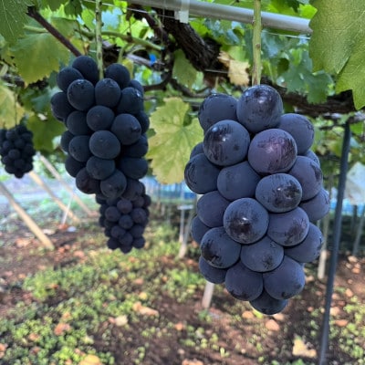 【2026年8月より発送予定】ピオーネ6〜8房(約4.0kg)【配送不可地域：離島】【1727826】