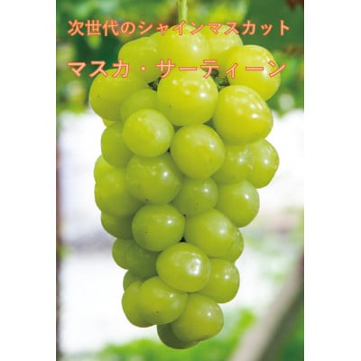 【2026年先行受付】10月中旬より発送「牧丘天空マスカ・サーティーン」約1kg(2〜3房)【配送不可地域：離島】【1582590】