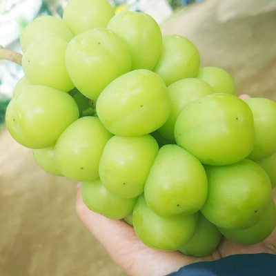 【2026発送予定】特選!シャインマスカット2房化粧箱入　山梨市産地直送　約500g×2房【配送不可地域：離島】【1178158】