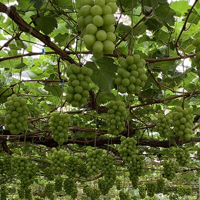 山梨直送!!シャインマスカット 2〜3房(計1.2kg以上)【配送不可地域：離島・沖縄県】【1579257】