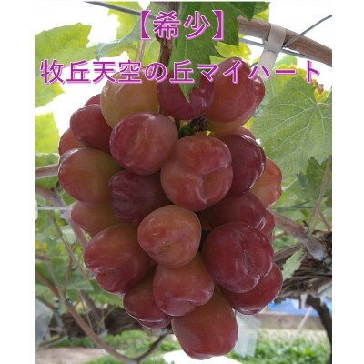 【2026年先行受付】10月中旬より発送「牧丘天空の丘マイハート」約1kg(2〜3房)【配送不可地域：離島】【1582588】