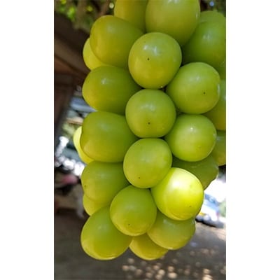 ã2026çºéäºå®ãã·ã£ã€ã³ãã¹ã«ãã (çŽ2kgç®±) 蟲家çŽéæã©ãã·ã£ã€ã³ãã¹ã«ãã3ã4æ¿ãé
éäžå¯å°åïŒé¢å³¶ãã1178162ã