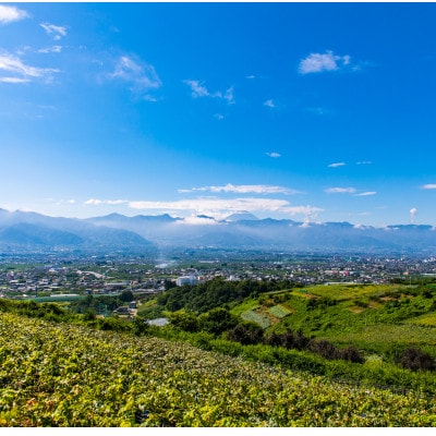 2026年先行販売　銀河農園まきおか シャインマスカット 約2.0kg (3〜4房)【配送不可地域：離島】【1111663】