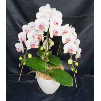 ミディー胡蝶蘭　ミユキ　3本立ち【配送不可地域：離島・北海道・沖縄県】【1292086】