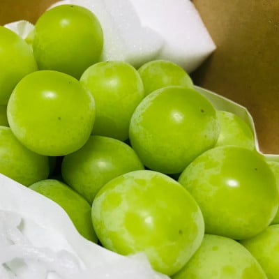 縲2026蟷エ 蜈郁。御コ育エ縲第悃謗。繧 繧キ繝」繧、繝ウ繝槭せ繧ォ繝繝 邏1.8kg(2縲5謌ソ蜈・繧) 縺オ繧九&縺ィ邏咲ィ弱宣埼∽ク榊庄蝨ー蝓滂シ夐屬蟲カ繝サ豐也ク逵後代1281141縲