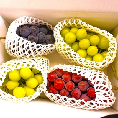 【2026年先行】数量限定ぶどう三色セット(クインニーナ、シャインマスカット、ピオーネ)2kg【配送不可地域：離島】【1670538】