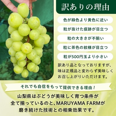 ãå
è¡åä» 2026幎çºéããèš³ãããã·ã£ã€ã³ãã¹ã«ãã 3ã4æ¿ 1.5kg以äžãé
éäžå¯å°åïŒé¢å³¶ãã1391174ã