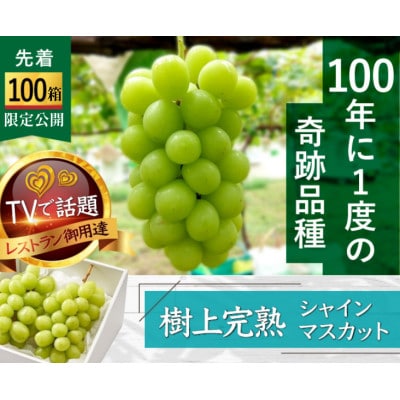【海外ミシュラン御用達】先着100箱限定『樹上完熟シャインマスカット』5年連続メディア出演小野桃園【配送不可地域：離島】【1659950】