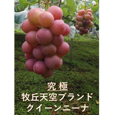【2026年先行受付】2026年9月中旬発送「牧丘天空の丘クイーンニーナ」約1kg(2〜3房)【配送不可地域：離島・沖縄県】【1473341】