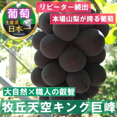 【2026年先行受付】2026年10月中旬発送「幻の牧丘天空キング巨峰」 約1kg(2〜3房)【配送不可地域：離島・北海道・沖縄県・中国・四国・九州】【1473337】