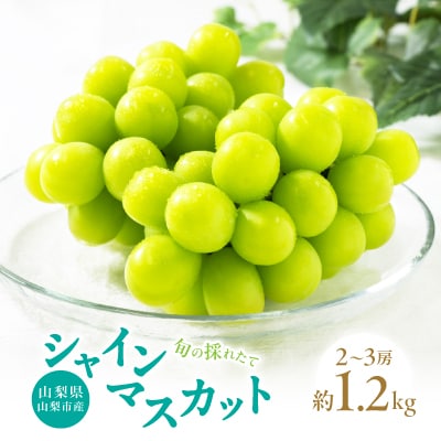【2026年先行受付】山梨県山梨市産　旬の採れたてシャインマスカット　秀等品　約1.2kg　2〜3房【配送不可地域：離島・沖縄県】【1134845】