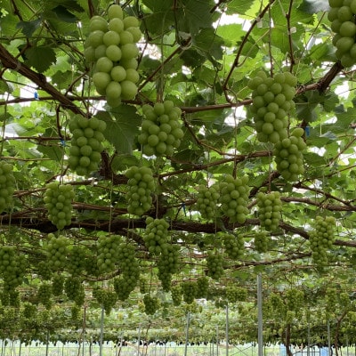 ã2026幎çºéãå
è¡åä»ã山梚çŽé!!ã·ã£ã€ã³ãã¹ã«ãã 2ã3æ¿(1.2kg以äž)ãé
éäžå¯å°åïŒé¢å³¶ã»æ²çžçãã1695520ã