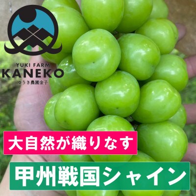 【葡萄生産量日本一】本場山梨の大自然が生み出した甲州戦国シャインマスカット2026年9月中旬より発送【配送不可地域：離島】【1495757】