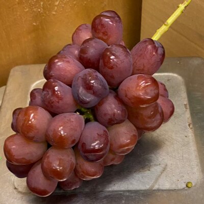 【本場山梨の希少品種】残りわずかこれを逃せば1年待ち富士の輝 約2kg 2026年9月下旬より発送【配送不可地域：離島】【1579834】