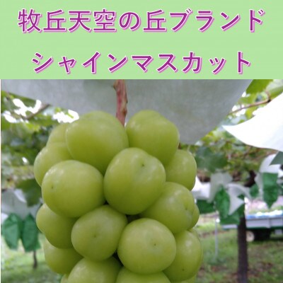 【2026年先行予約】2026年10月中旬発送「牧丘天空の丘シャインマスカット」約1kg(2〜3房)【配送不可地域：離島】【1691201】