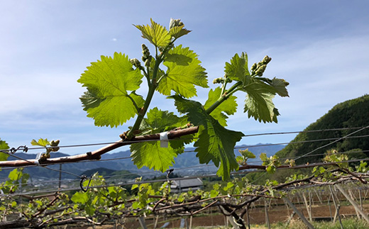 縲2026蟷エ蜈郁。悟女莉倥代d縺ソ縺、縺阪す繝」繧、繝ウ繝槭せ繧ォ繝繝 3kg(4縲7謌ソ)縲宣埼∽ク榊庄蝨ー蝓滂シ夐屬蟲カ縲代1689782縲