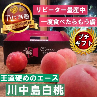 《王道硬めのエース川中島白桃》桃グランプリ銅賞&5年連続TV出演話題ブランド2026年8月上旬発送【配送不可地域：離島・北海道・沖縄県・中国・四国・九州】【1465325】