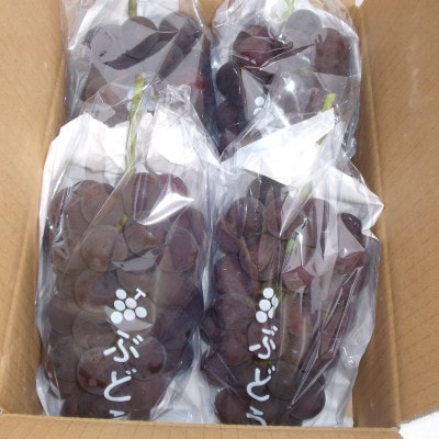 巨峰 (1.8kg) あの、牧丘の巨峰3〜4房【配送不可地域：離島】【1329233】