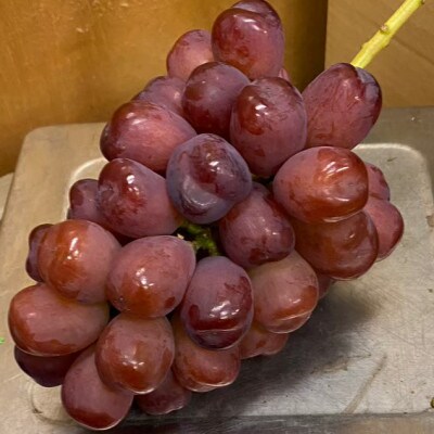 【本場山梨の希少品種】見つけたらラッキーなかなかお目にかかれない富士の輝約2kg9月中旬より発送【配送不可地域：離島】【1579833】