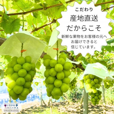 【2026年配送】農園直送!厳選!山梨産シャインマスカット2房(1kg以上)【配送不可地域：離島・沖縄県】【1481228】