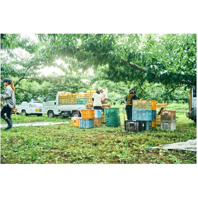 å
è¡åä»!ã2026幎7æçºééå§ãæ¡ã®ç£å°å±±æ¢šãããå±ããããŒãå°ç§ã€ãã·ã¿ã®æ¡ã3kgãé
éäžå¯å°åïŒé¢å³¶ãã1707806ã