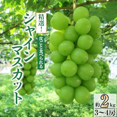 【先行受付2026年発送】精選! シャインマスカット 約2kg (3〜4房)【配送不可地域：離島】【1121133】