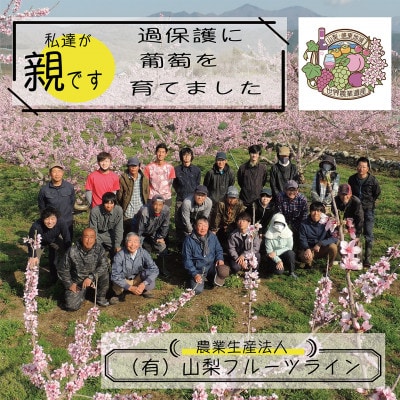 《2026年発送　先行受付》朝もぎ直送!!過保護に育った葡萄『おまかせ3種』3〜6房(約2kg)【配送不可地域：離島】【1643715】