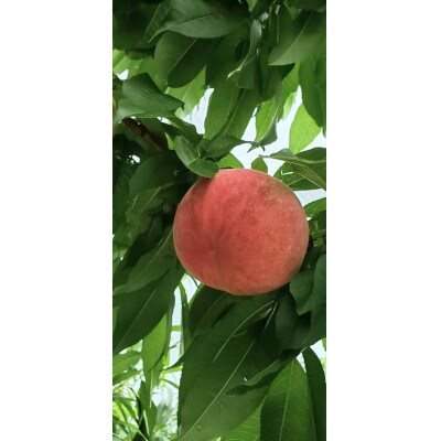 【2026年先行受付】農家直送の桃　2kg【配送不可地域：離島】【1316698】