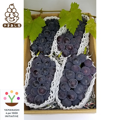 【2026発送予定】農家朝どり種無し巨峰　3〜5房入り　山梨市産地直送　約2kg以上【配送不可地域：離島】【1178163】