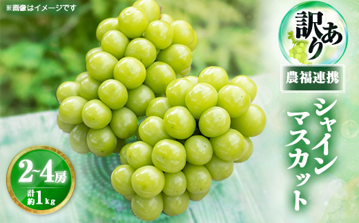 2026年先行受付【見た目は訳あり?味は満足!】農福連携シャインマスカット計1kg【ご家庭用】【配送不可地域：離島】【1679907】