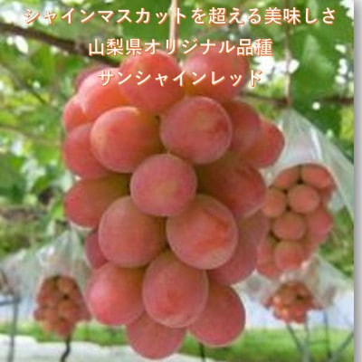 ã2026幎å
è¡åä»ãè¶
åžå°ãç§äžå€©ç©ºã®äžãã©ã³ããã·ã£ã€ã³ãã¹ã«ãããã¡ããªãŒãã©ãšãã£ãŒã»ããããé
éäžå¯å°åïŒé¢å³¶ãã1708288ã