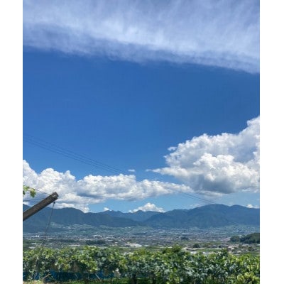 【2026年8月より発送予定】ピオーネ6〜8房(約4.0kg)【配送不可地域：離島】【1727826】