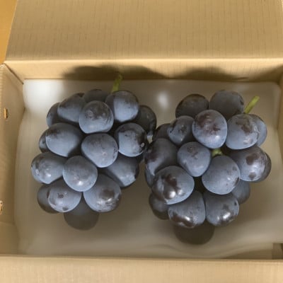 ã2026幎çºéãå
è¡åä»ã山梚çŽé!!çš®ãªãå·šå³°2ã3æ¿(1.2kg以äž)ãé
éäžå¯å°åïŒé¢å³¶ã»æ²çžçãã1695493ã