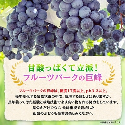 【2026年発送】山梨市産「巨峰(種なし)」詰め合わせ(約500g×3房)【配送不可地域：離島・沖縄県】【1117300】