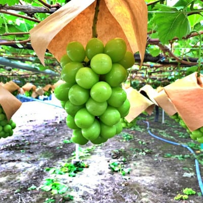 【2026年発送先行受付】山梨県山梨市産　特選　旬の採れたてシャインマスカット約1.8kg　3〜5房【配送不可地域：離島】【1365850】
